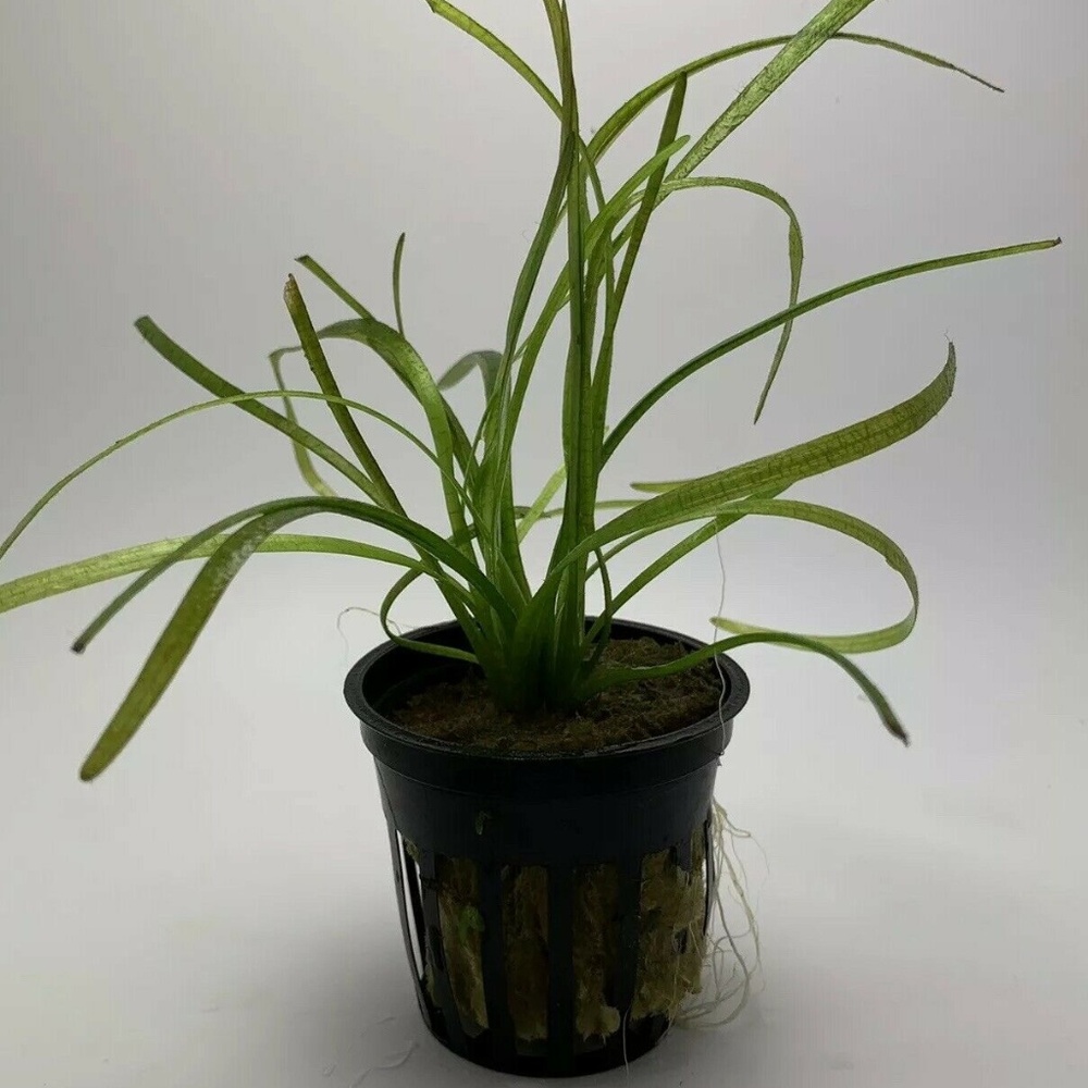 Dwarf Sagittaria Subulata Potted Aquarium Plant